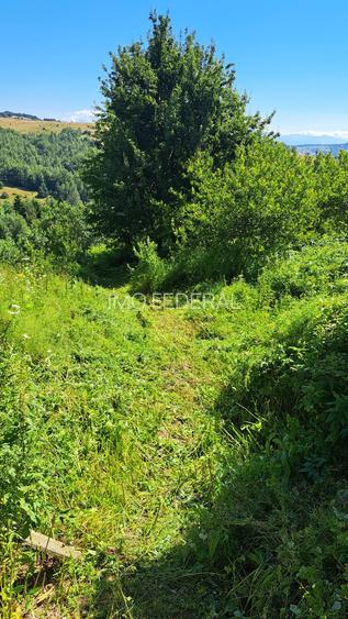 deosebit Garana - 10