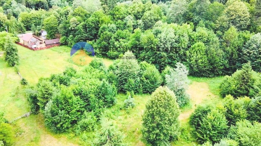 TEREN intravilan   8.000 mp TARCAU - 4