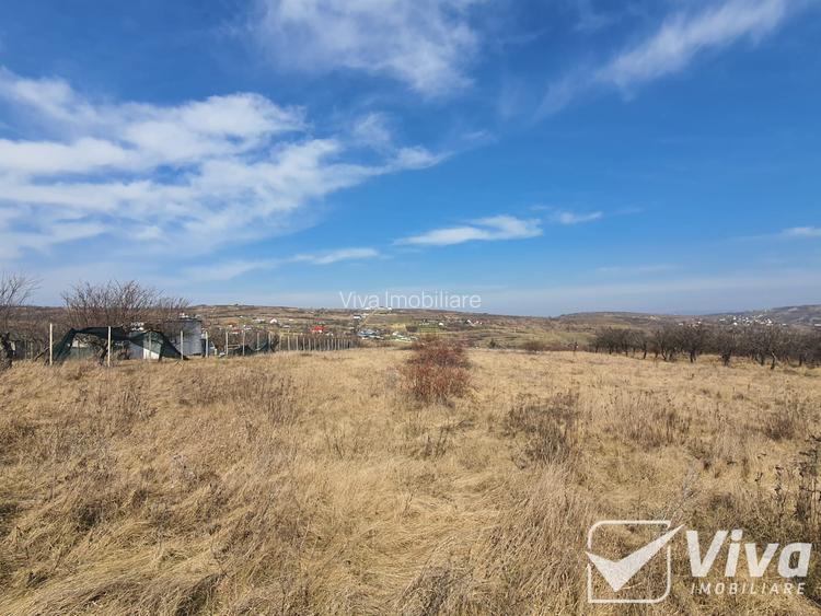 Teren 5300 mp Intravilan in Goruni – Tomesti - 9