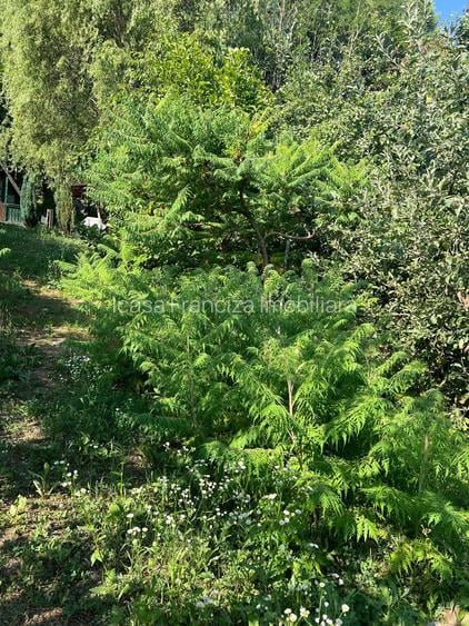 Spre vanzare cabana+ teren intravilan 1050mp pretabil casa de vacanta/locuinta - 23