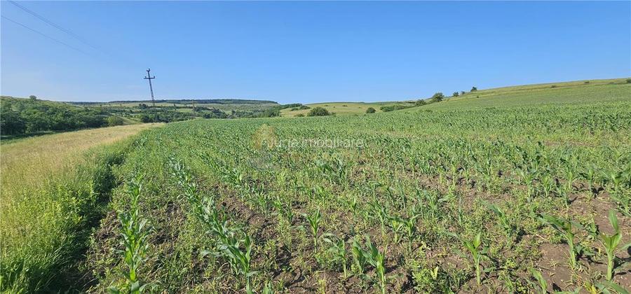 TEREN INTRAVILAN 5800 MP SUCEAGU - 2