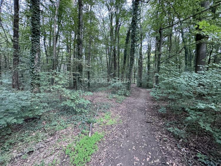 46644 mp teren in Padurea Baneasa proiect exclusivist - 7