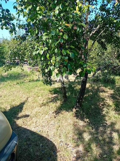 974 mp de vis, între pădure și cer - Teren intravilan, Cisnadioara, Sibiu - 3