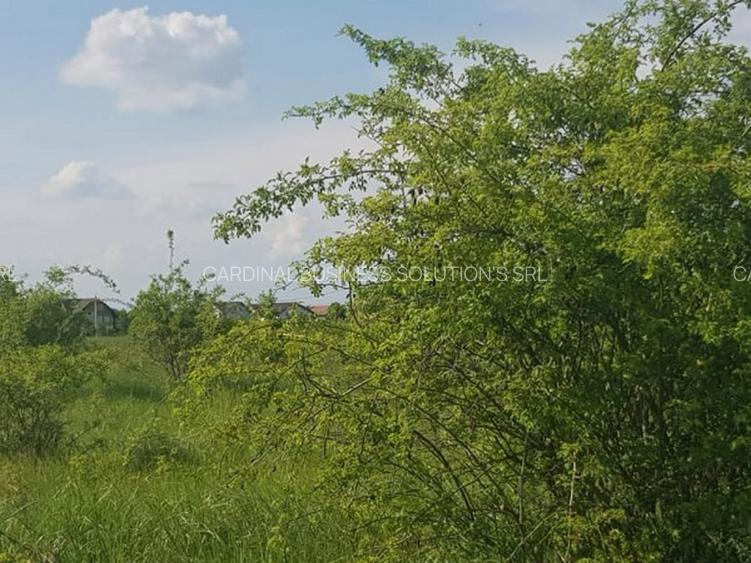 Ciolpani, zona Cimitir Britanic, stradal - 11