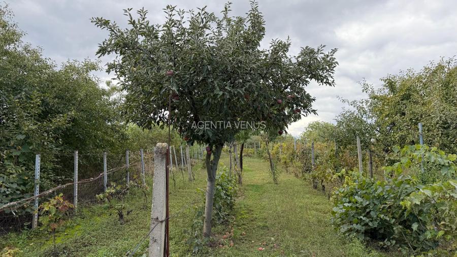 Casa de vinificatie in Viile Tieamului Carei - 29