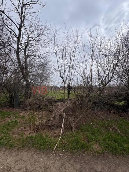 Jilava - Centura Bucuresti - teren intravilan 423 mp - 6