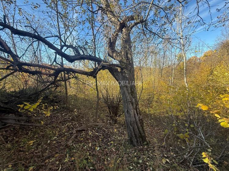 Teren langa pădure 6400mp+casa demolabila-deschidere 35 ml - 9