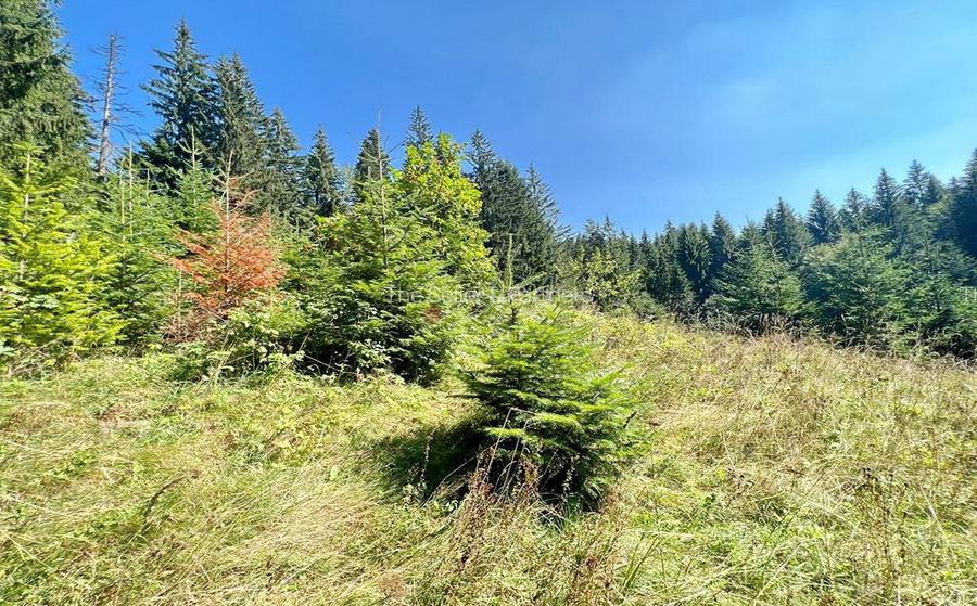 Teren Intravilan Predeal - Acces direct DN - Priveliste deosebita - 31