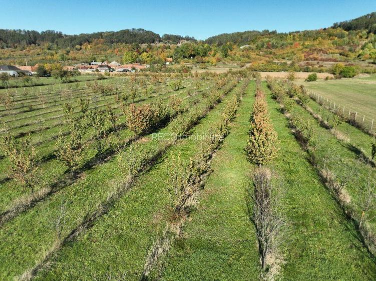 RECO, Teren cu livada de ciresi, Zona Auseu, Bihor - 3