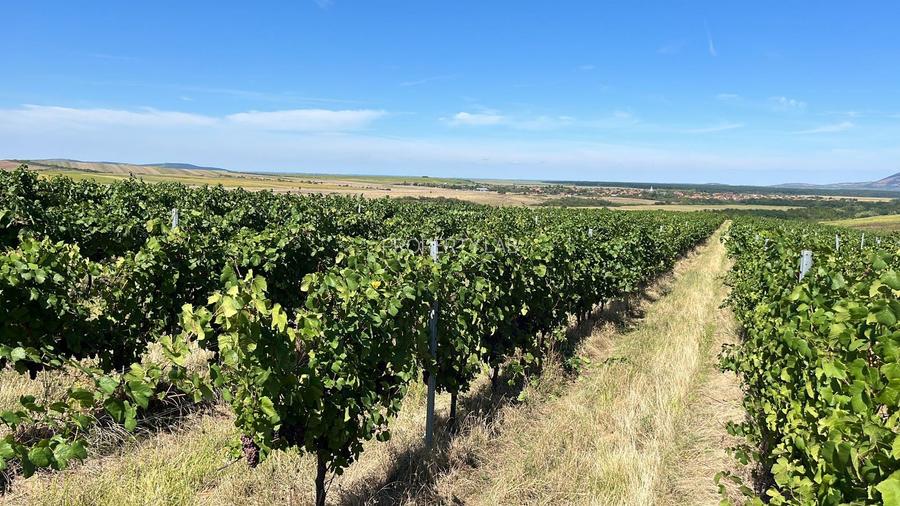 Vie de 115 Hectare în satul Dud, județul Arad - 5