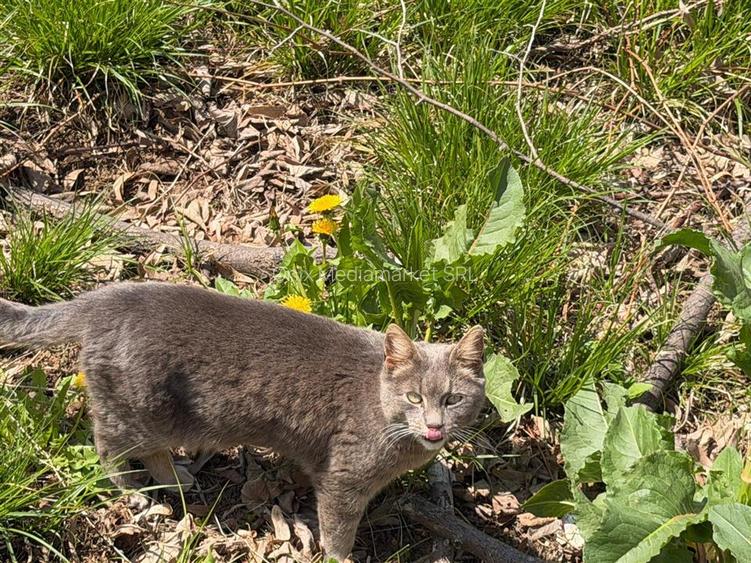 Teren intravilan construibil 1882 mp, front 40 ml, zona turistica, Cornu, Prahov - 5