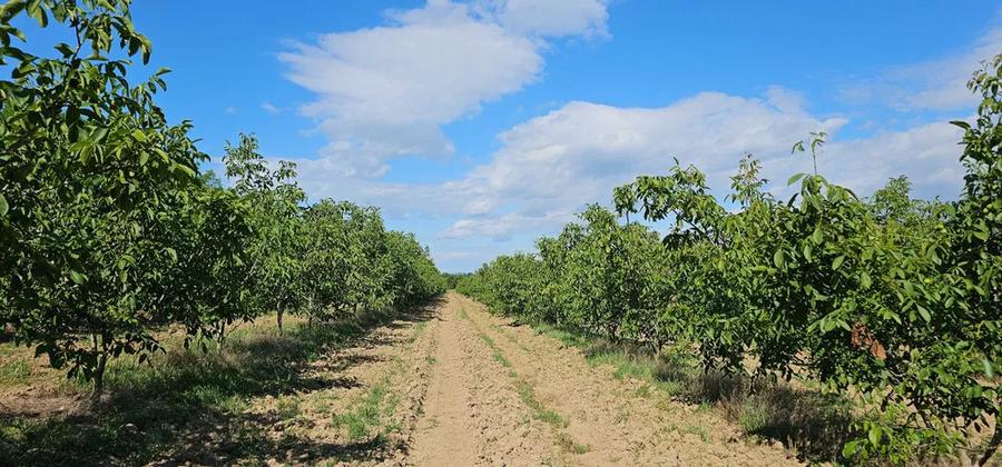 Plantatie de nuci pe rod, 14 ha, 2.000 pomi