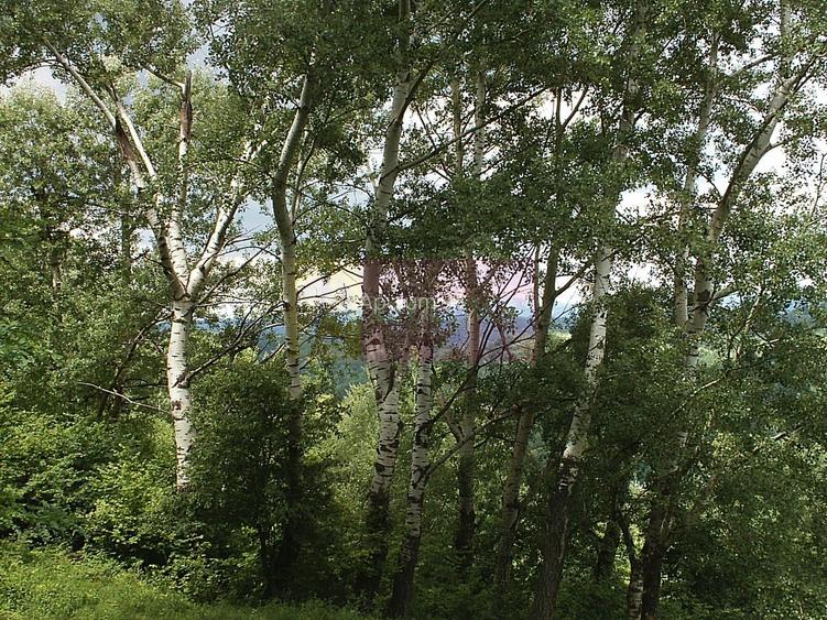 Teren intravilan de vanzare in Telega - 10