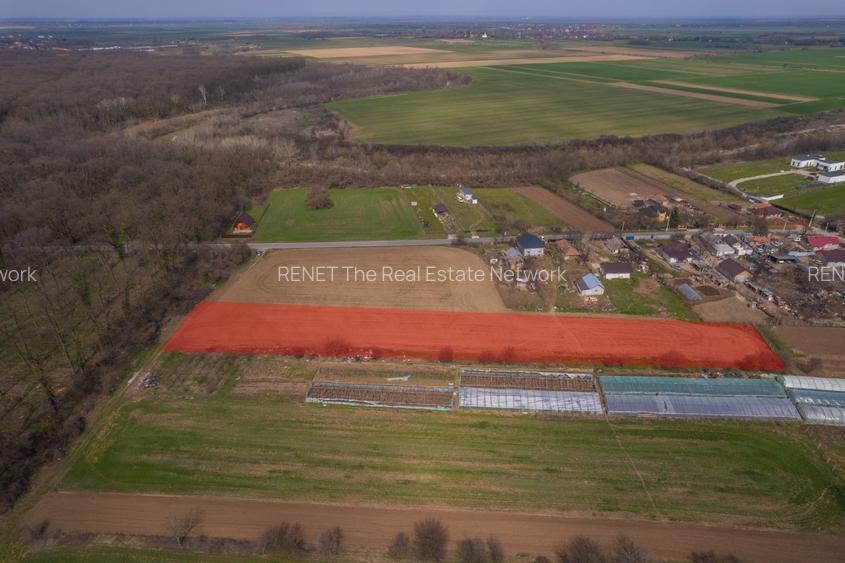 NUCI - BALTA NEAGRA, LOT 3900 MP, LA PADURE! - 5