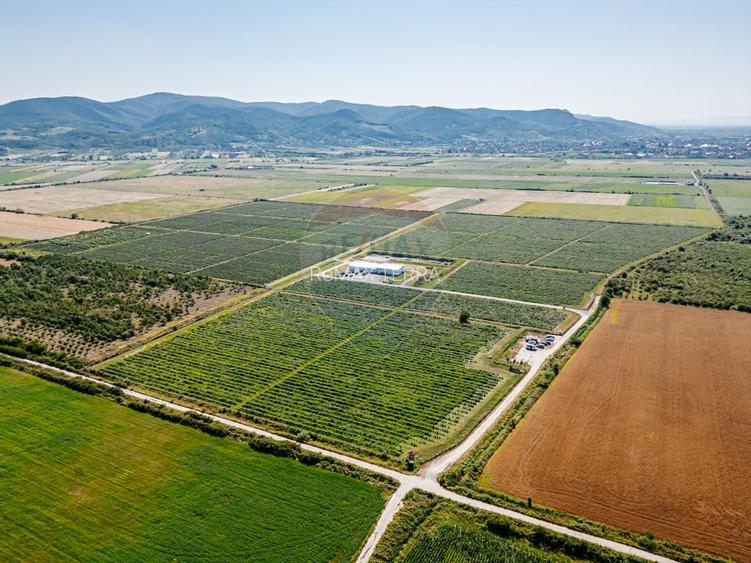 Plantatie de afine la cele mai inalte standarde, de vanzare! - 2