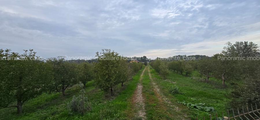 LIVADA  DE VANZARE FOCSANI-DUMBRAVITA  1,8  HA - 9