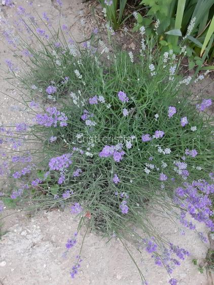 De vânzare casă cu teren aproape de București în comuna Vărăști.  - 14