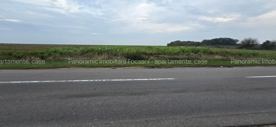 LIVADA  DE VANZARE FOCSANI-DUMBRAVITA  1,8  HA - 16
