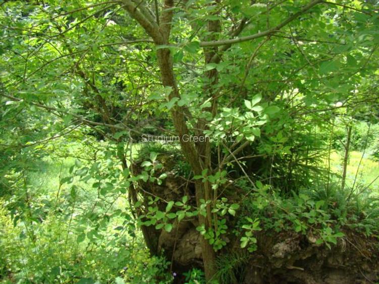 Proprietar vand teren in Predeal langa Complex Belvedere-Verona- Eden-comision 0 - 11