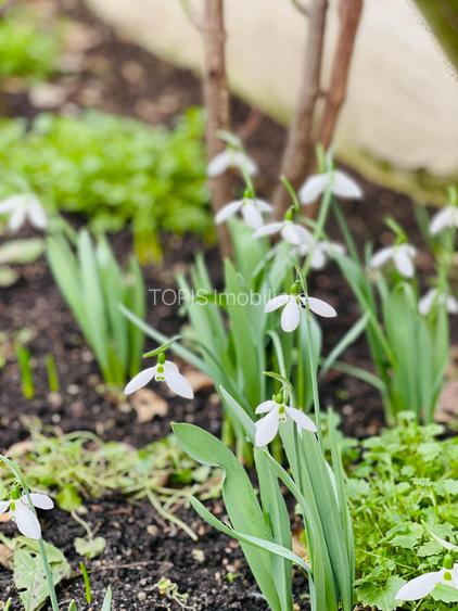 DOROBANTI / POLONA / CLADIRE DE BIROURI / OFERTA - 15