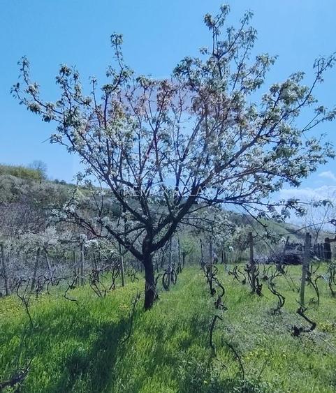 Casă individuală cu teren de 3.414 mp, Comuna Comarna - 14