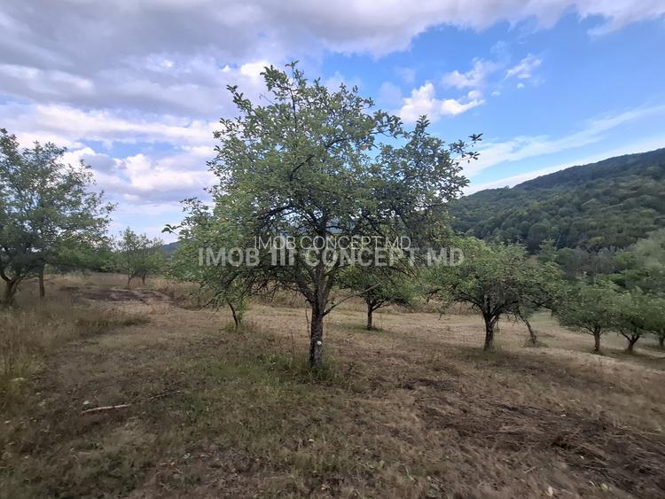 Teren spectaculos cu padure, livada si priveliste panoramica in Soimari PH - 13