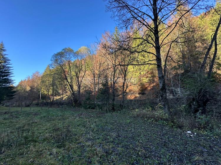 Teren 2.882 mp – oportunitate investitie - Cheile Dambovicioarei - 9