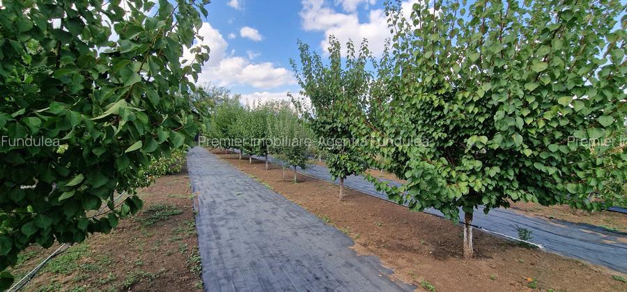 Fundulea – Vila 185 mp cu teren 4000 mp, potential dezvoltare imobiliara - 9