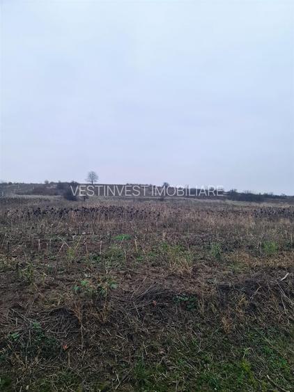 Teren 5096 mp extravilan Oncea/Episcopia Oradea - 5