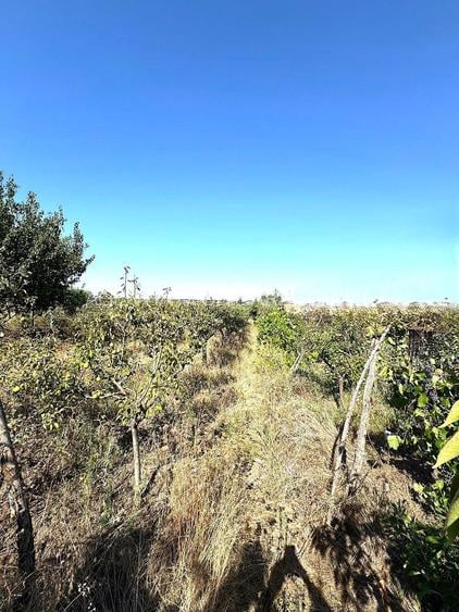 Cabana din lemn+ teren 2000 mp , 105.000 Euro negociabil, zona Metro - 17