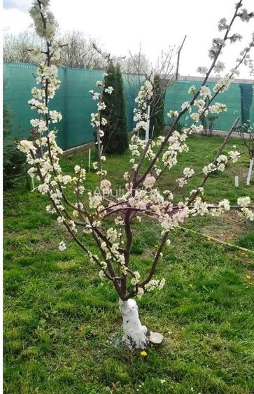 Casa Prahova Comuna Buchilas | 2.800 MP TEREN | Zona Verde | Padure - 9