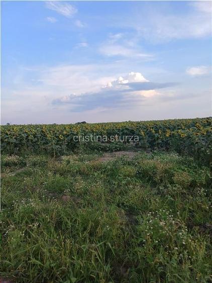Otopeni-Str.Dr.Garii Balotesti-70.000mp-front 220ml-Ideal Investitie - 8