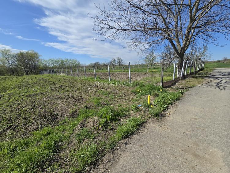 TEREN INTRAVILAN -1300 mp CURTISOARA - 4