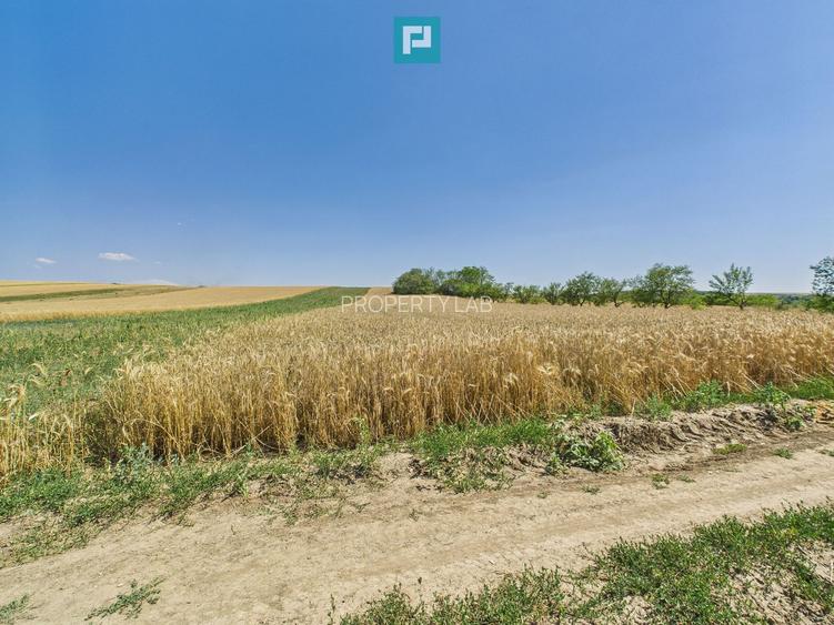 Teren intravilan + extravilan în Remetea Mică - 9