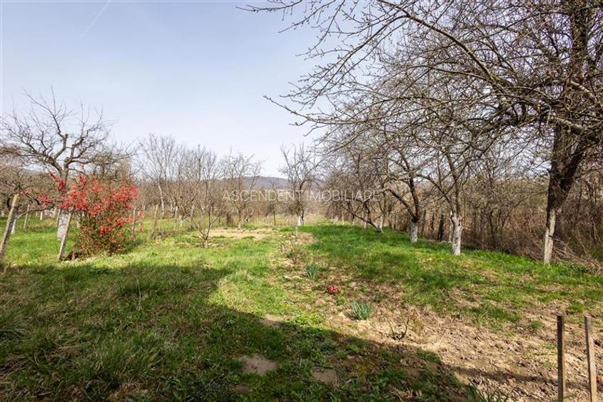 FILM! Casa  pe domeniu de 3.117 mp, Viperesti  Buzau - 6