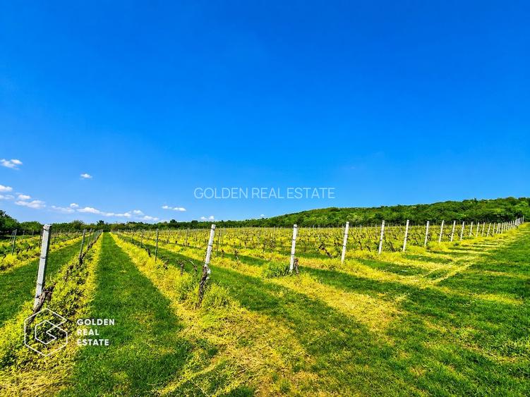 1,35 hectare vie pe rod (Cabernet si Merlot), Siria - 5