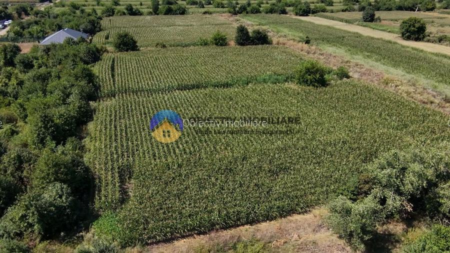 Teren intravilan 3866 mp Dumbrava Rosie - 8