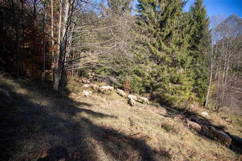 Teren de Vis langa Siriu  – 20000 mp ideal pentru Complex turistic Comision 0% - 22