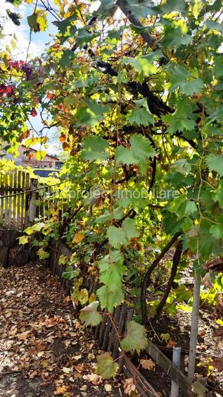 Casă cu anexe Vadu Pașii central, deschidere la 2 străzi - 8