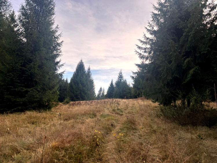 Vanzare 5,3 ha pasune deasupra Voronetului Suceava - Proiect Turistic - 11