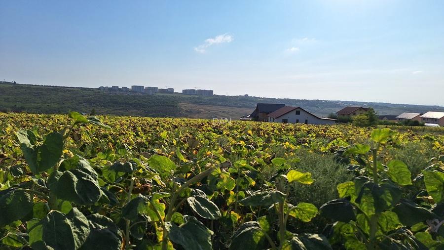 Vand teren intravilan, 5000 mp, Iasi, Rediu, Podisul Beldiman - 4
