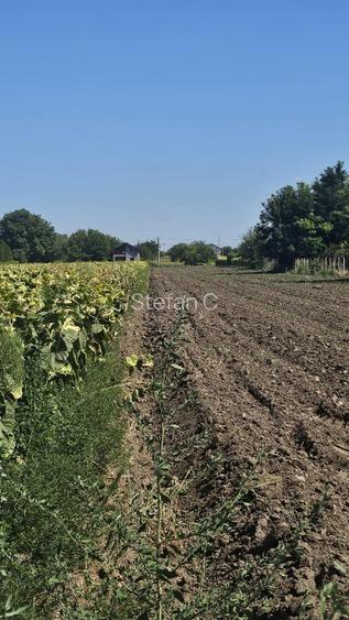 Teren intravilan 4000m2 - Cazasu, Braila - 6