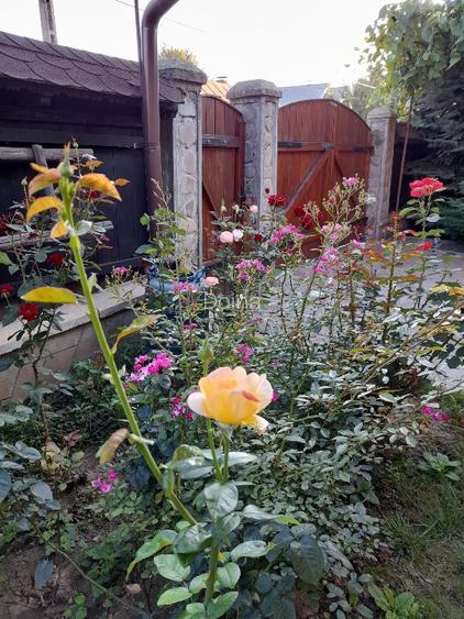 Vanzare vila Pacani [proprietar, 0 Comision] - 3