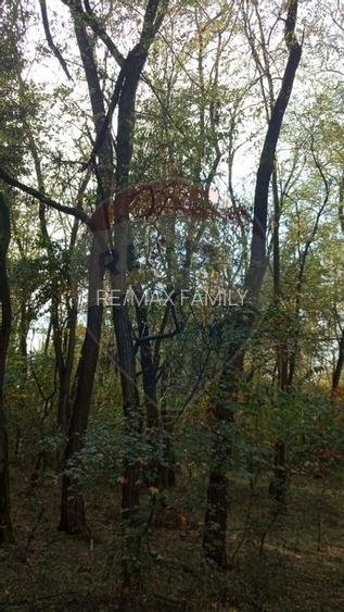 Teren forestier 15,618 mp Santimreu / com. Salard - 6