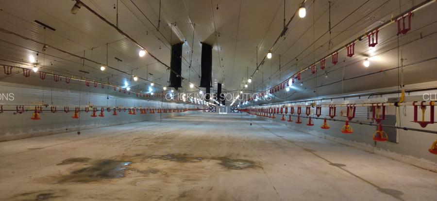 Ferma pasari- curci - 7