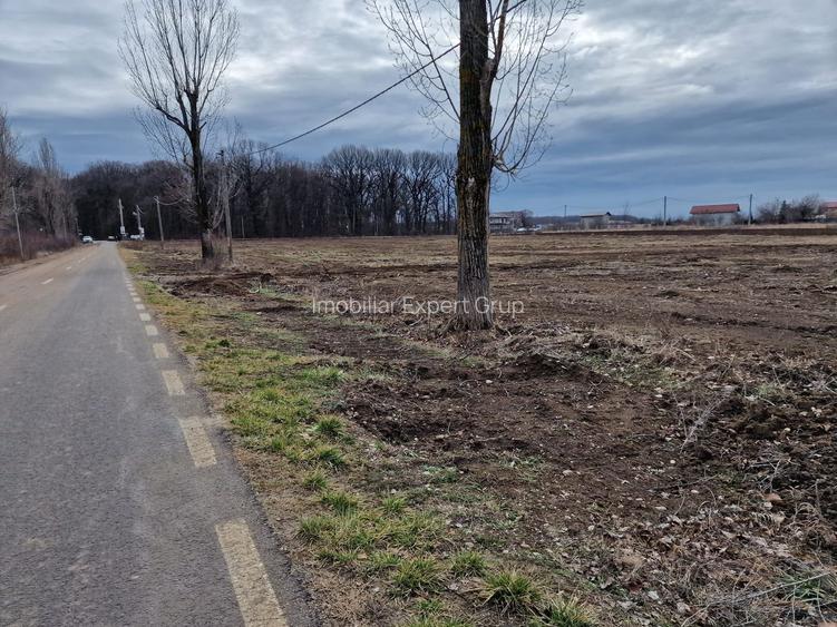 Ciolpani adiacent  DN1  teren  12800 mp  parcelabil  toate utilitatile - 3