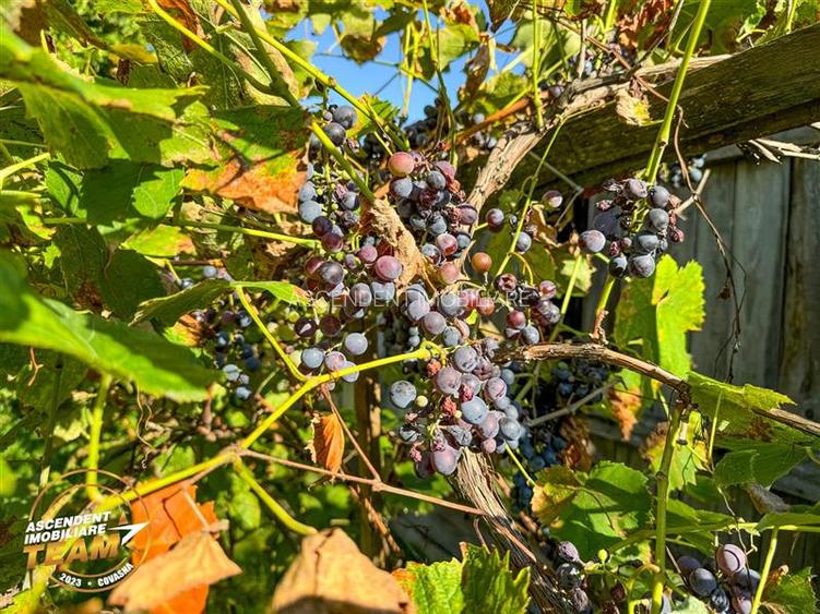 FILM! 3.000 mp teren intravilan cu proprietate traditionala de poveste,Zagon,Cov - 11