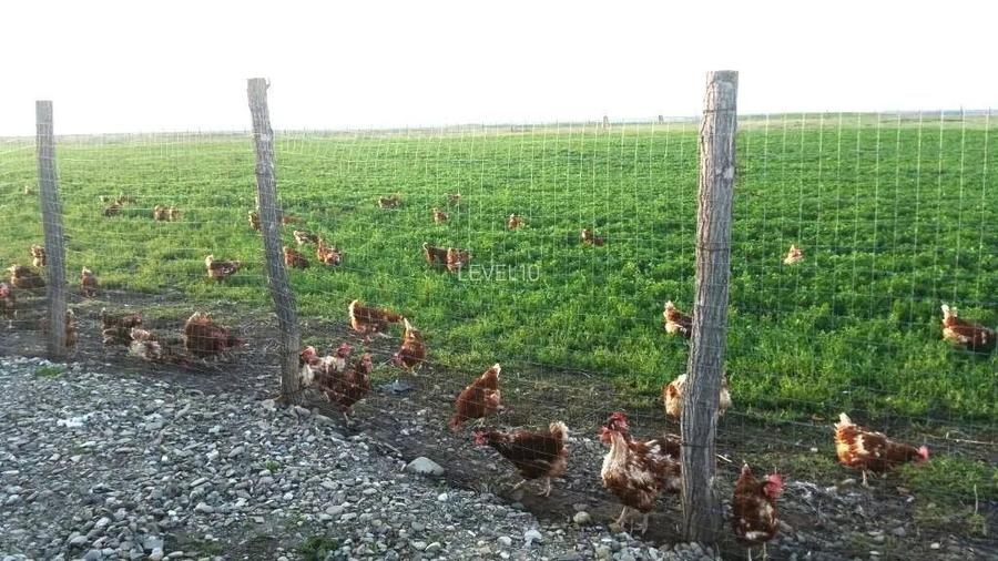 Ferma de gaini ouatoare in sistem free-range | 45.000 mp teren - 6