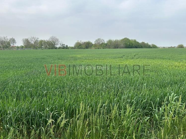 Comuna Dascalu - A0 - teren intravilan 4500 mp - 2