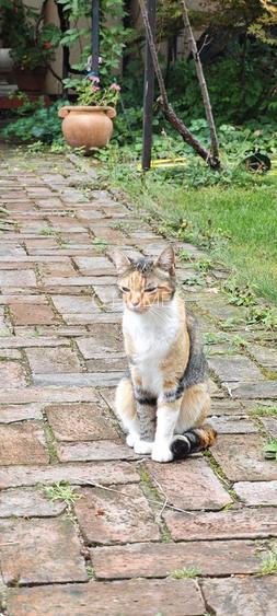 Apartament de lux la casa, incalzire pardoseala. ZONA CONSULATELOR! - 45